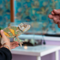 Quando il tuo rettile o tarantola non mangia: Come stabilire se c’è un problema